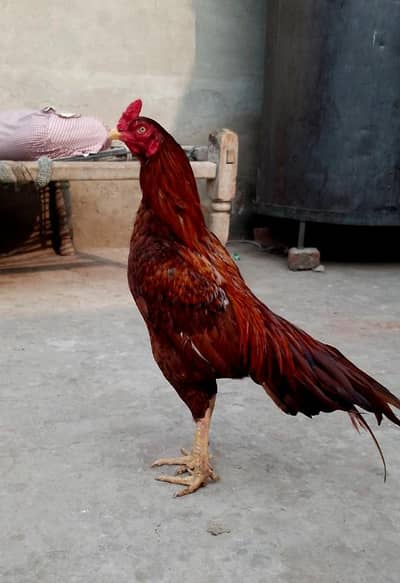 peela Aseel murga for sale 03016057194. wastup phr rabta kray