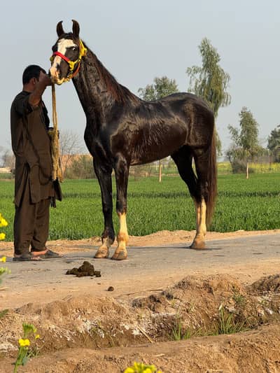 Brand Muska Punjkalayan Ghora for sale