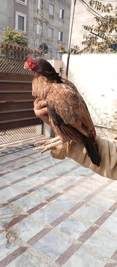 Top class amroha  madi