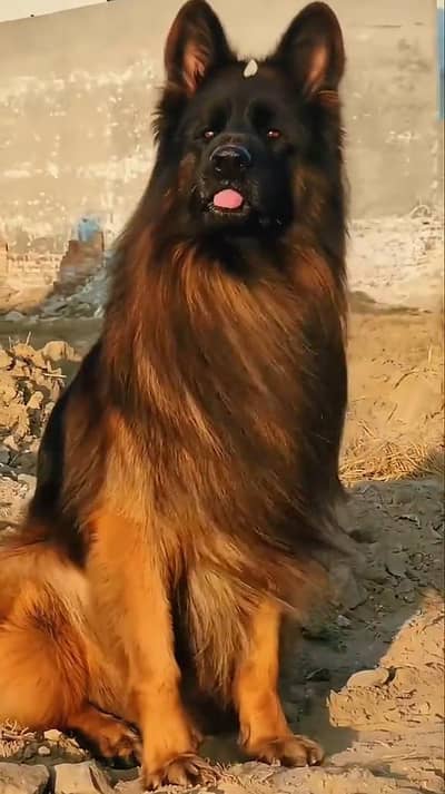 German Shepherd for sale