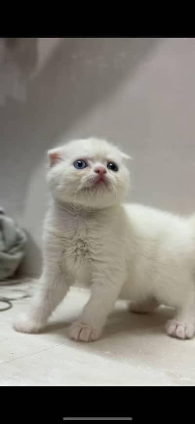 Scottish Fold Kitteni