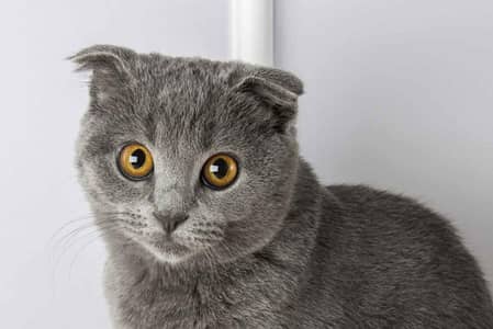 Scottish fold kitten