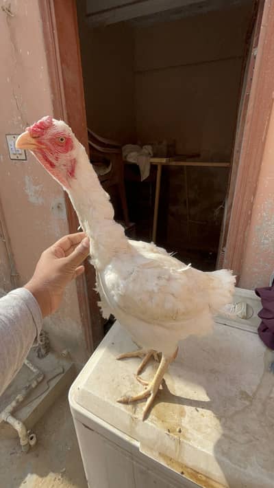 Indio gigante Shamo female