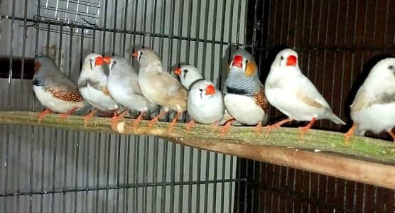 13 bounded pairs of zebra finches in beautiful rare colors