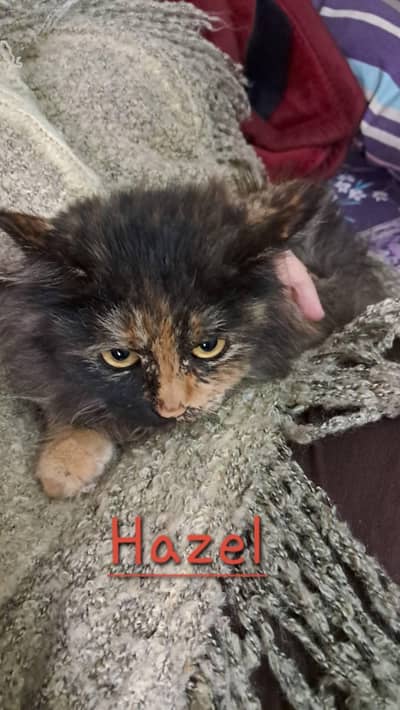 cats for paid adoption