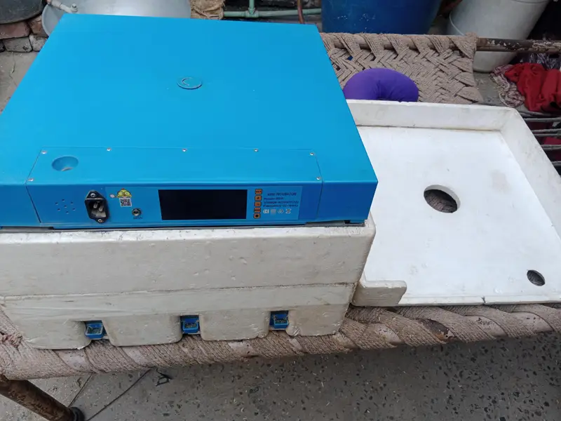 eggs Incubator