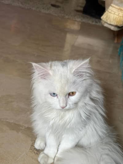 Persian cat dual colour eyes