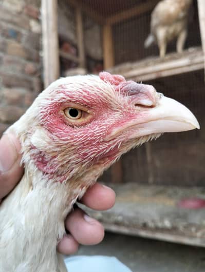 heera Madi available