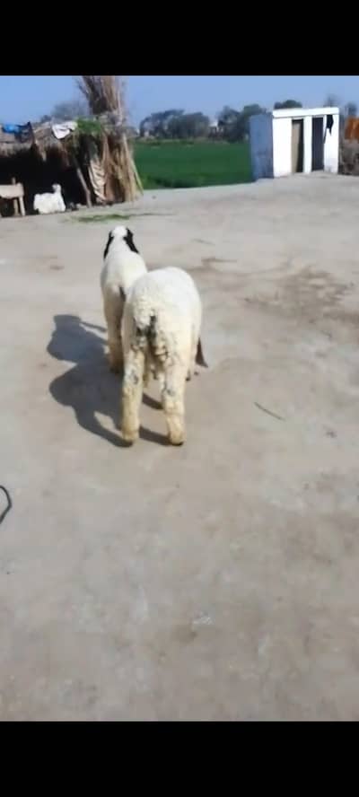 sheep male 4 months  k hai