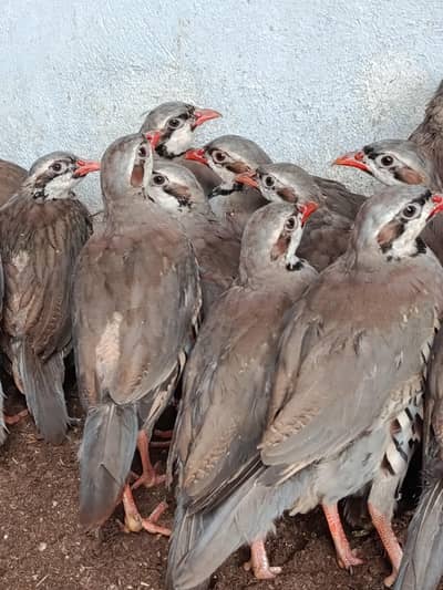 MASHALLAH FARMI CHAKOR