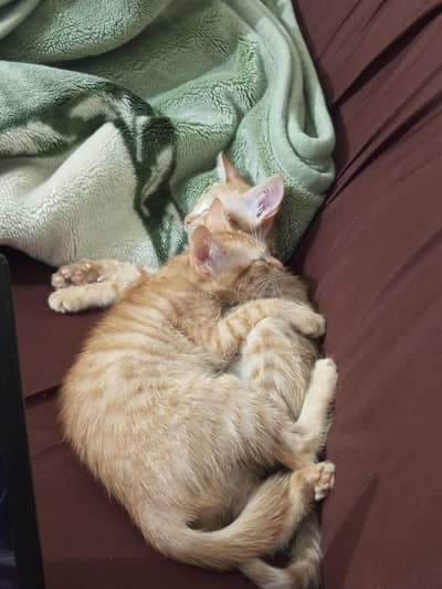 pair of 2.5 months old orange kittens