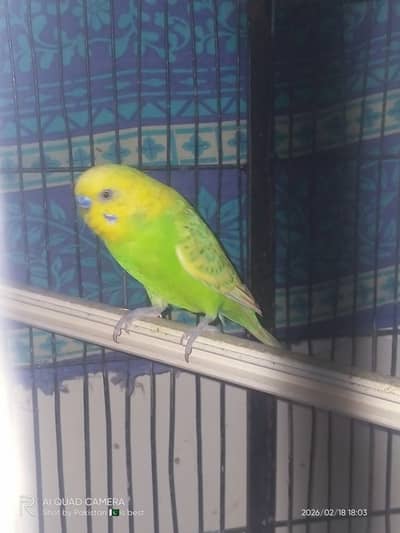 Two pair of budgie for sale with hogoromo split crusted male