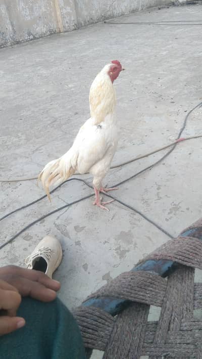 high quality females and males and checks for sale 03289486199