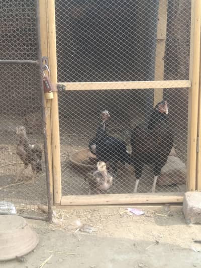 high quality females and chicks for sale 03289486199