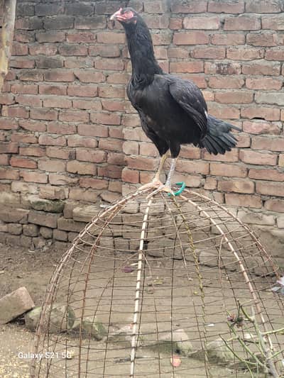 Brand Aseel official 