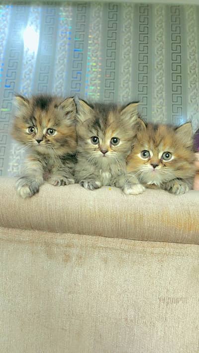 Beautiful female persian kittens Triple coated
