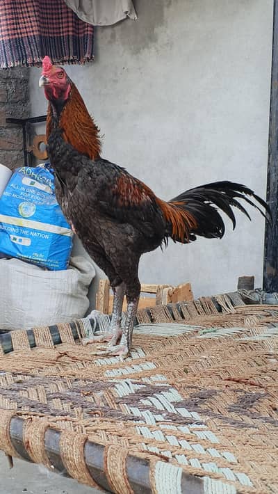 pure Burmi patha Quality bird