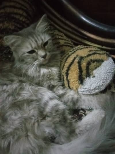 American Male Cat For Sale