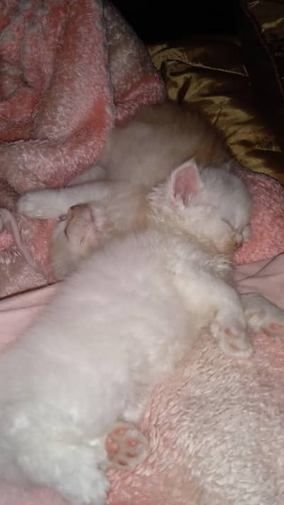 Persian tripal cotted  bloodline semi punch Beautiful kitten