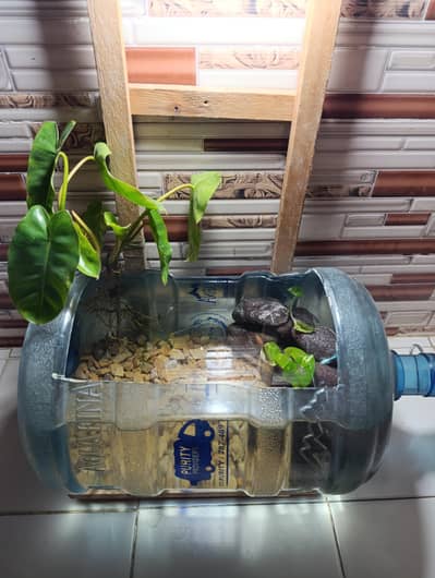 DIY Guppy fish pond