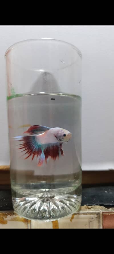 Betta Fish