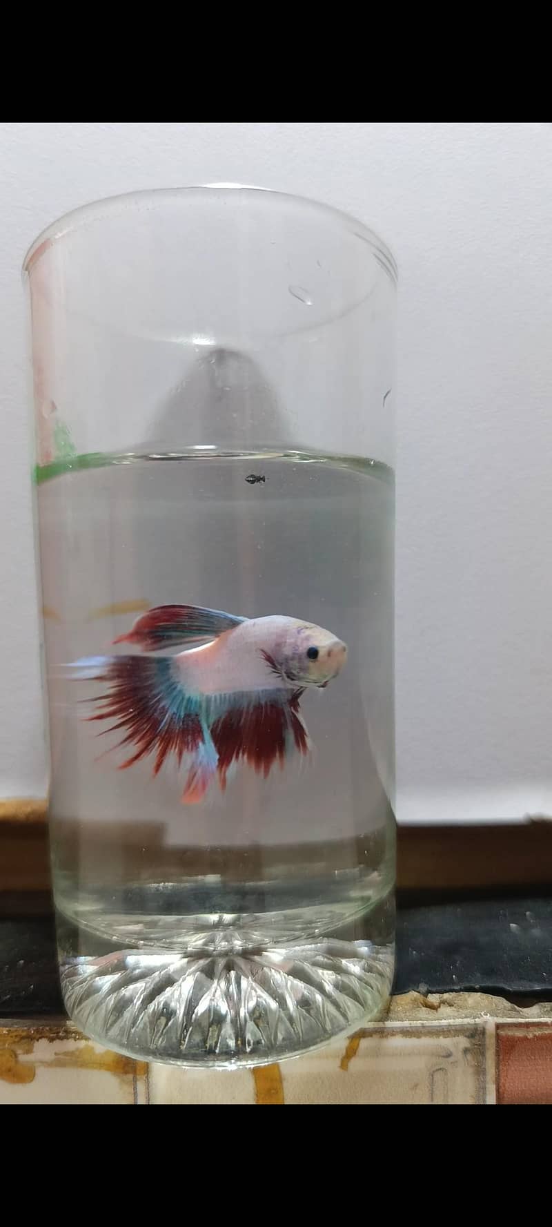 Betta Fish 0