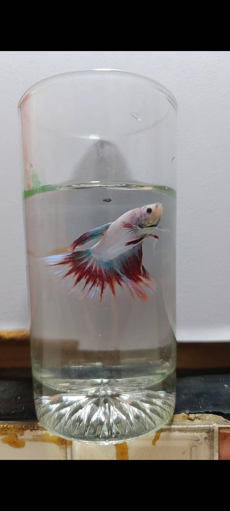 Betta Fish 1