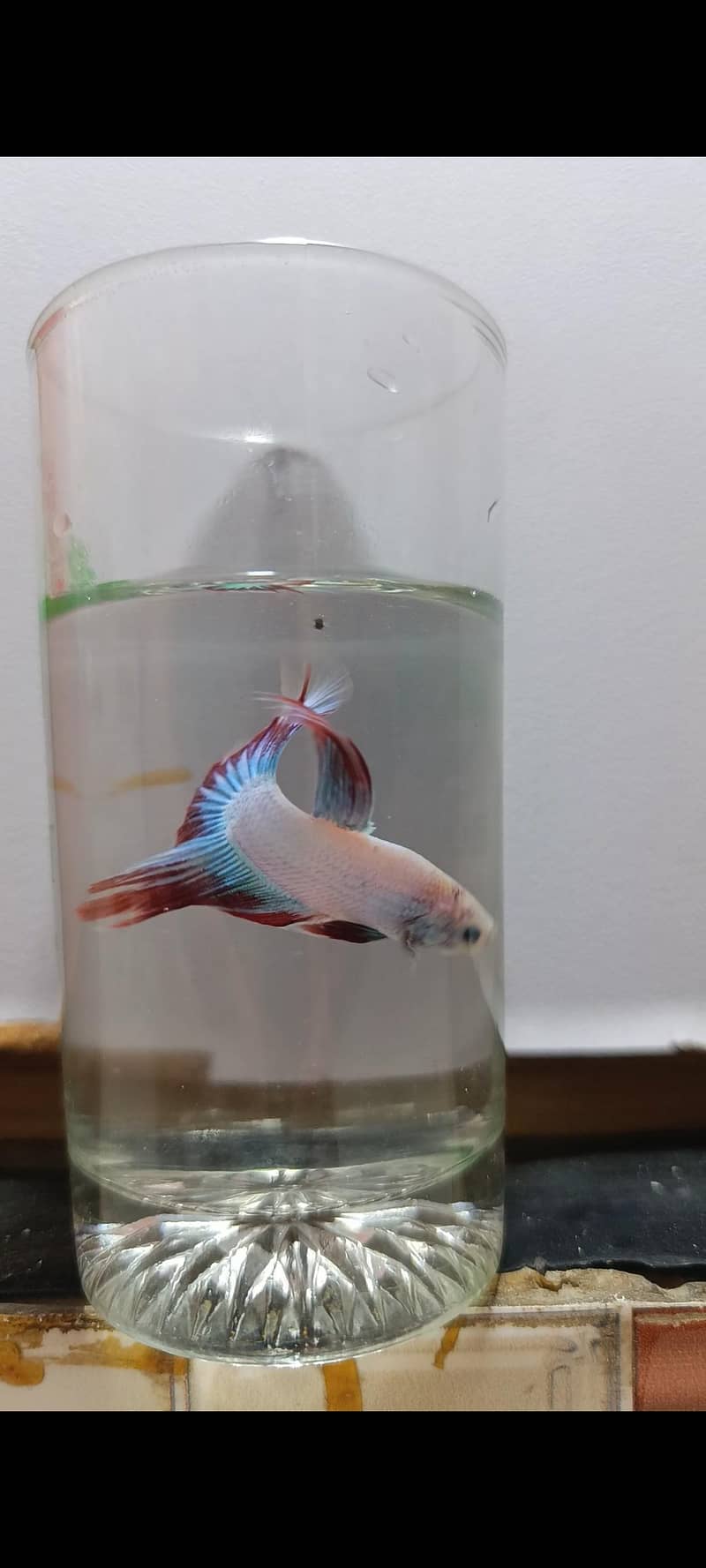 Betta Fish 2