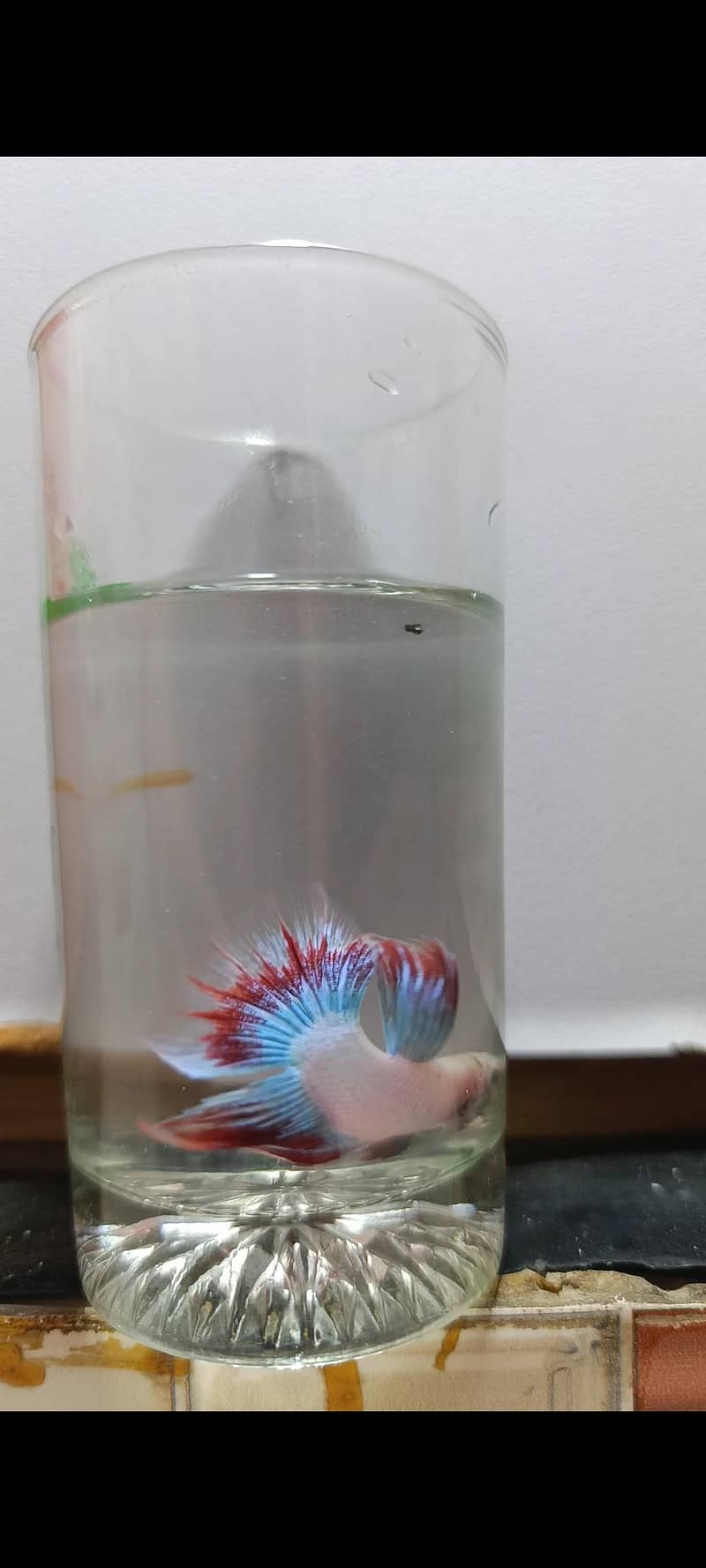 Betta Fish 3