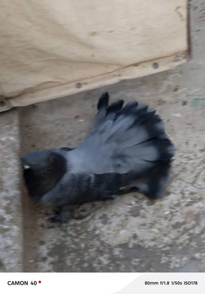 amercan young breeder pair hy black female in dilution heavy male