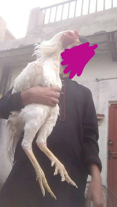 white shamo breeder pair available and dragon chicks available