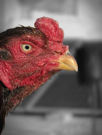 Aseel lasani 1 time win 10k