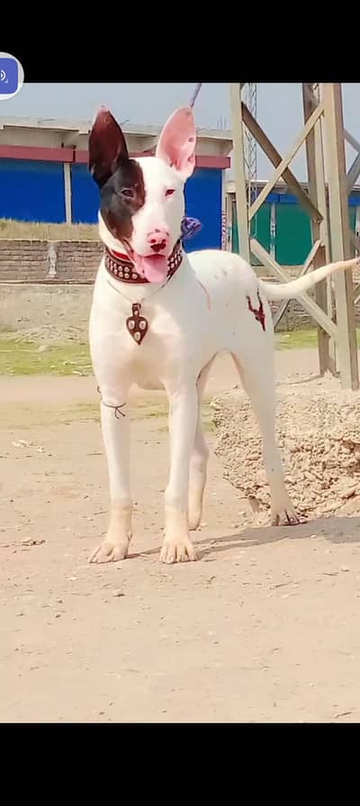 bully gultair male for sale