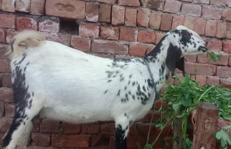 Makhi cheeni dogli pehlan path