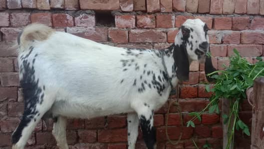 Makhi cheeni pehlan path