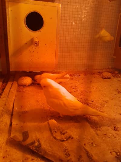 Exhibition Colony For Sale