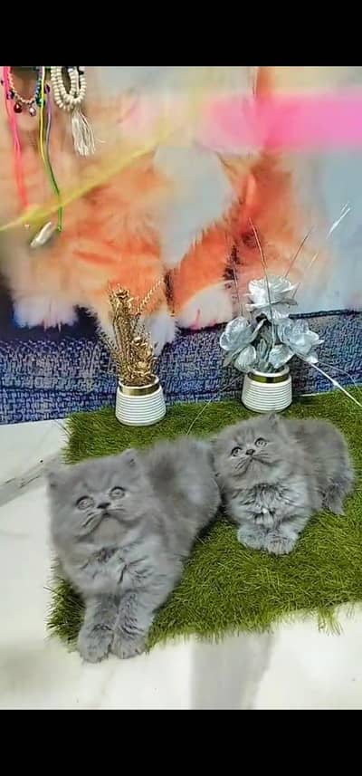Quality Persian Punch face cat & kitten is 03477878702 WhatsApp