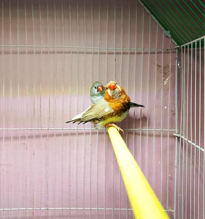 Zebra Finch Mutation  Pair