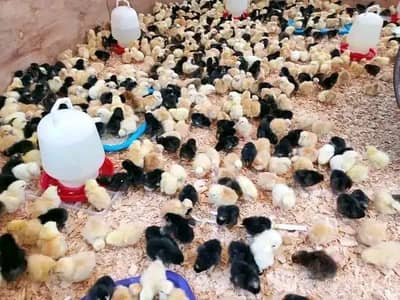 گولڈن مصری بریڈر لیر بریلر