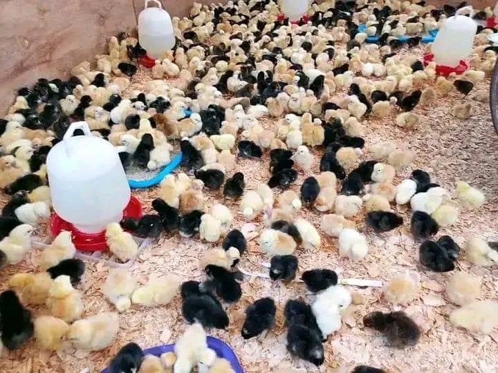 گولڈن مصری بریڈر لیر بریلر 0