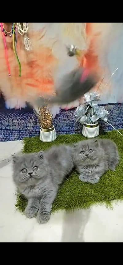 Quality Persian Punch face cat & kitten is 03477878702 WhatsApp
