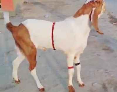 desi Bakra for sale WhatsApp/03274970754)