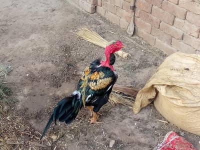 Madagascar Aseel Murga for Sale