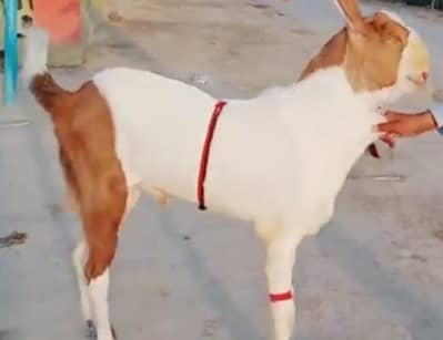 desi Bakra for sale WhatsApp /03274970754)