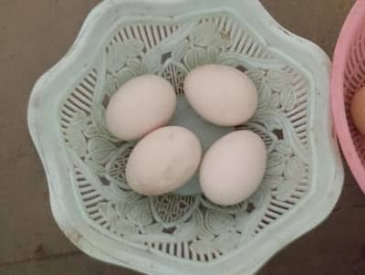 Aseel and white heavy buff egg