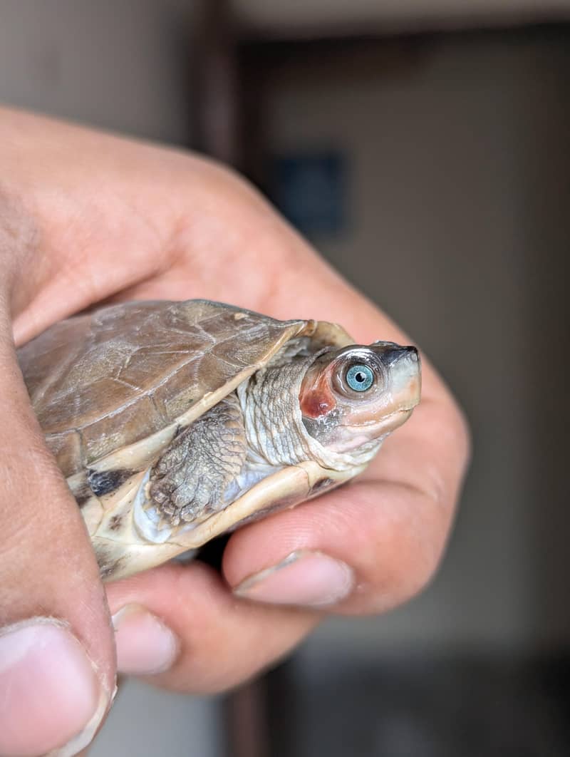 Turtle | Gold Fishes 0