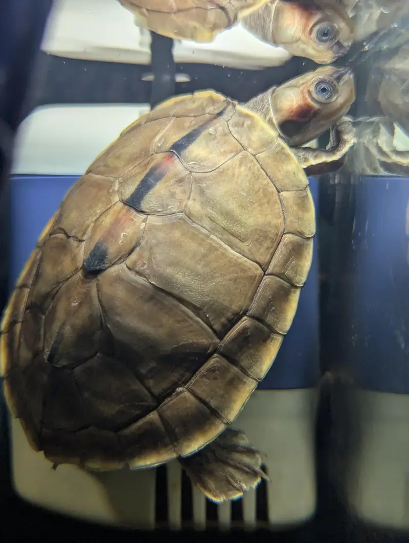 Turtle — photo 6