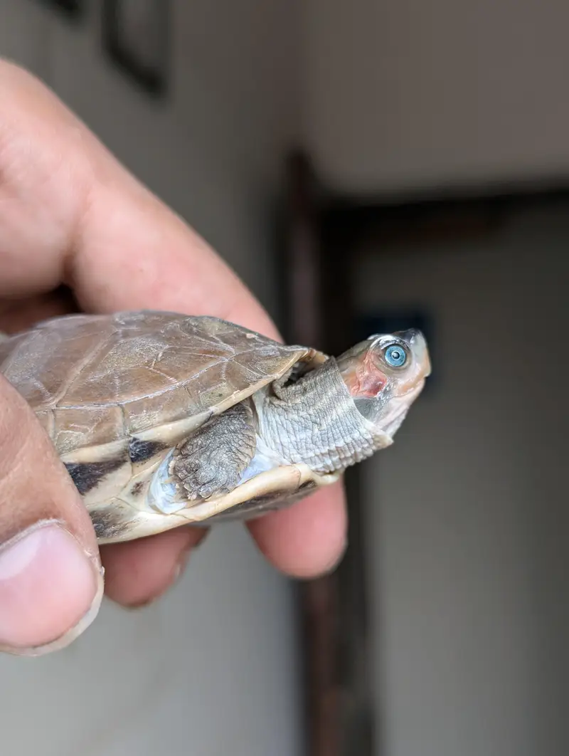 Turtle — photo 7