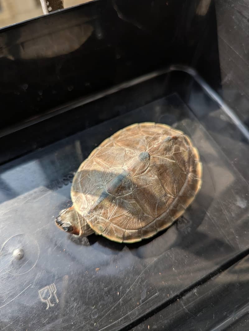 Turtle | Gold Fishes 4