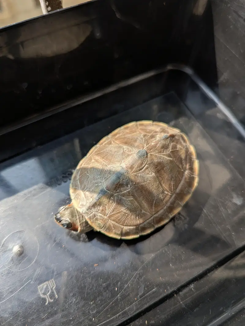 Turtle — photo 8